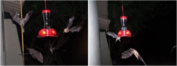 Bats at Humming bird feeder