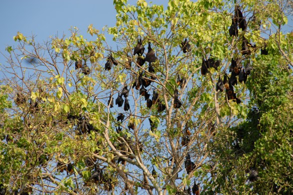 One, two, mobs (as they'd say in Oz). Part of the workshop focused on counting flying foxes like these Pteropus lylei