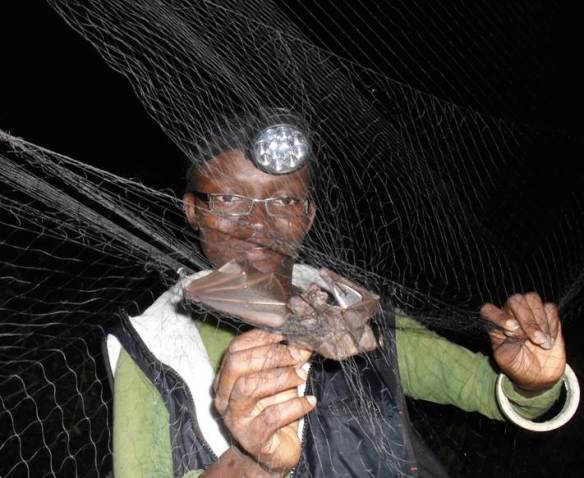 Iroro Tanshi extracting a fruit bat from a mist net