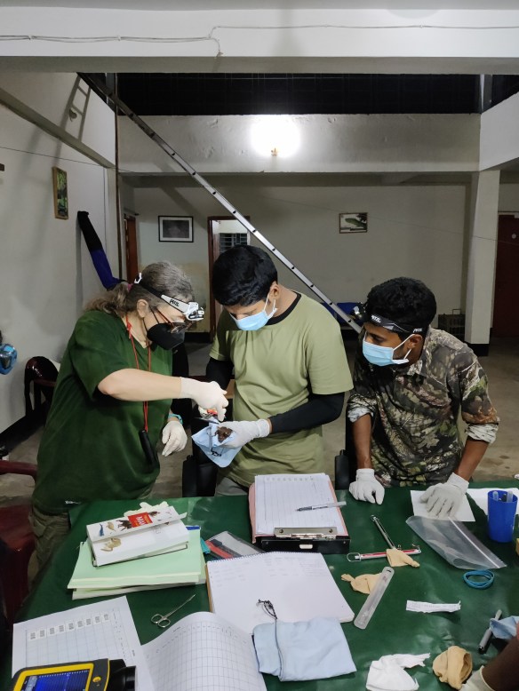 Ashraf Rasheed Lab Ashraf’s First Field Season Yields ~550 Bats and ~17 Species ...